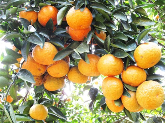 Hà Giang: Phục hồi những vùng trồng cam thoái hóa